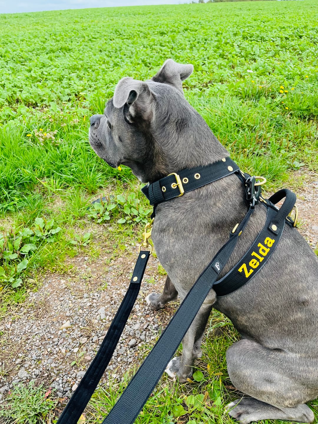 Customer photo review of Multileash Golden Svart - Justerbart multikoppel