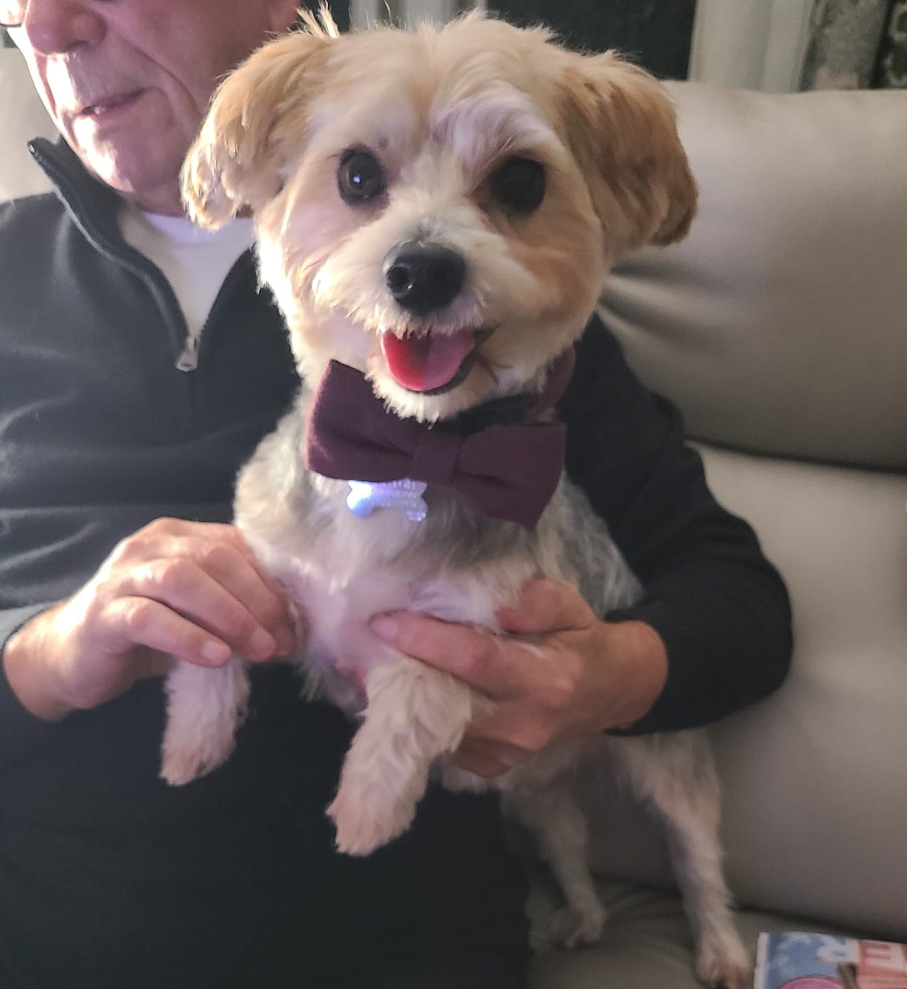 Customer photo review of Bow Tie - Mulberry Tweed