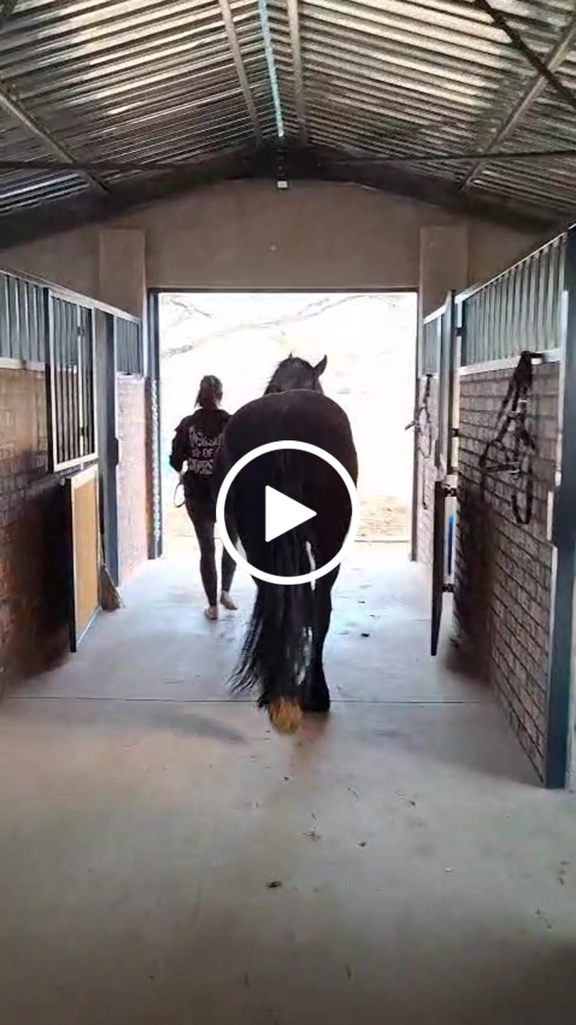 Customer video review of Equimin Trophy (Supplement For Horses & Game)