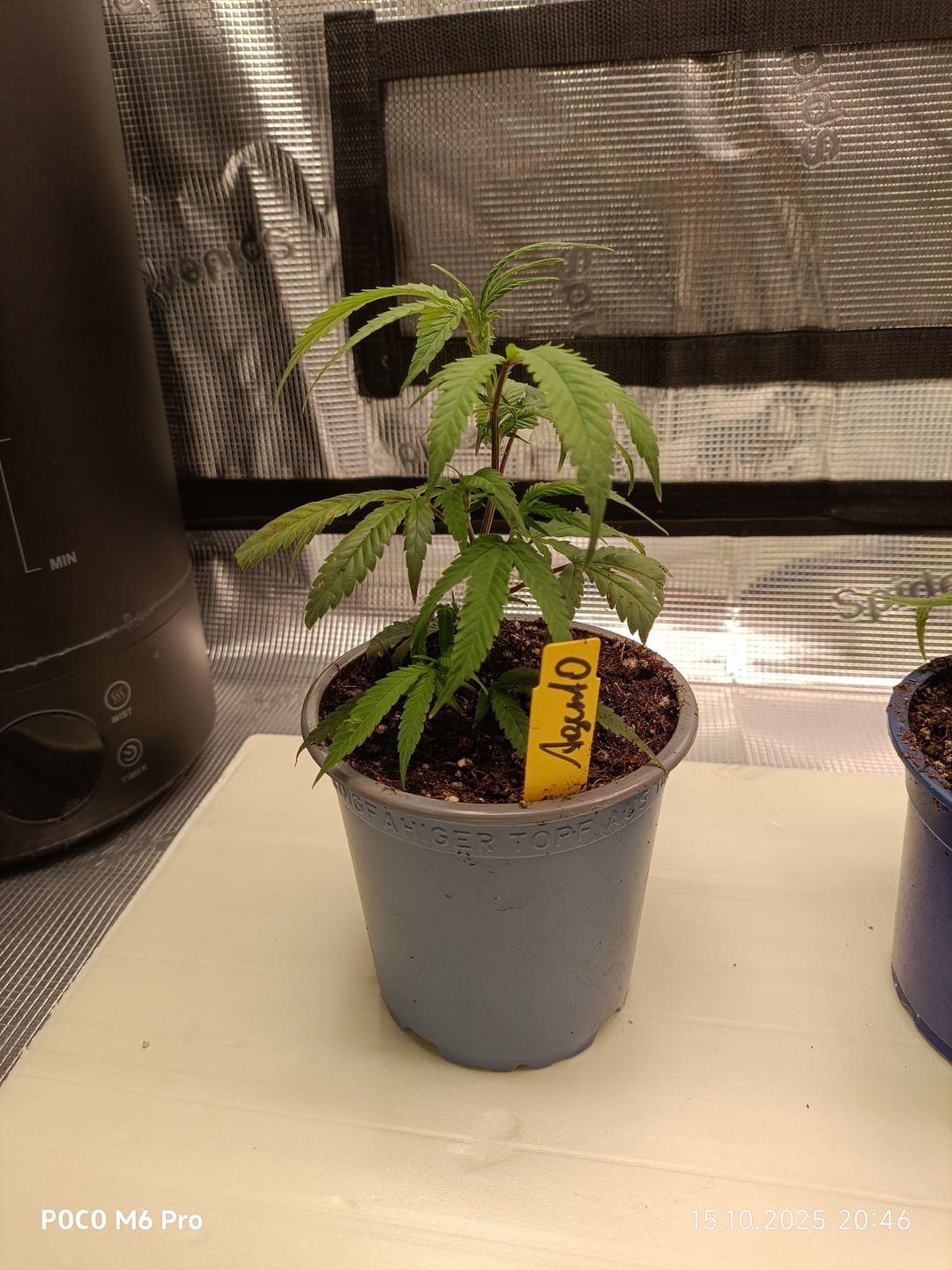 Customer photo review of Hanfstecklinge | Agent Orange