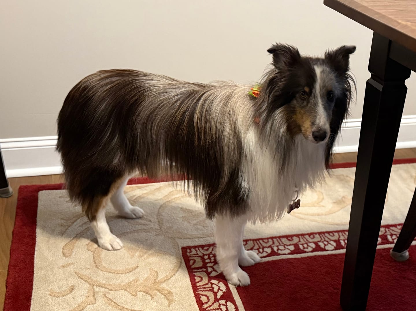 Customer photo review of Bark-Less Bites