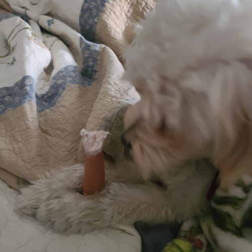 Customer photo review of 12 Inch Super Collagen Sticks