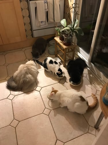 Customer photo review of Multipack d'effilés (Chat stérilisé et Chat adulte)