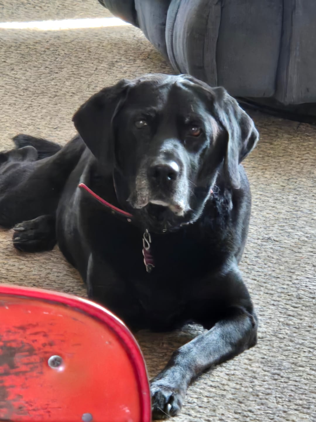 Customer photo review of BUY 3 BAGS & SAVE iHeartDogs Allergy & Itch Relief Chews for Dogs