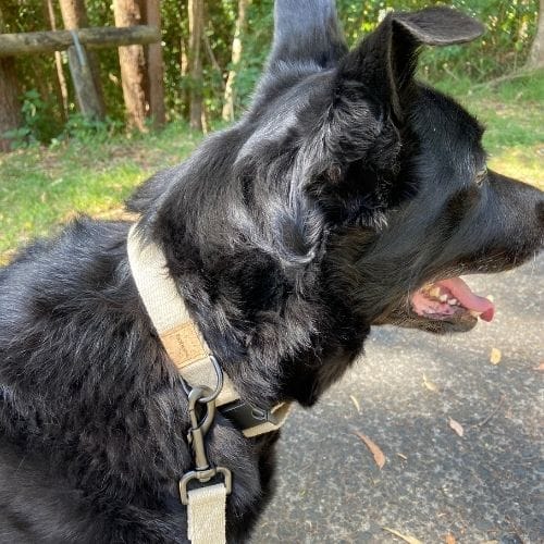Customer photo review of SUPER SOFT Hemp Dog Collar ~ Gunmetal