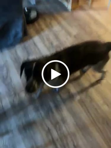 Reseña cliente FurLife