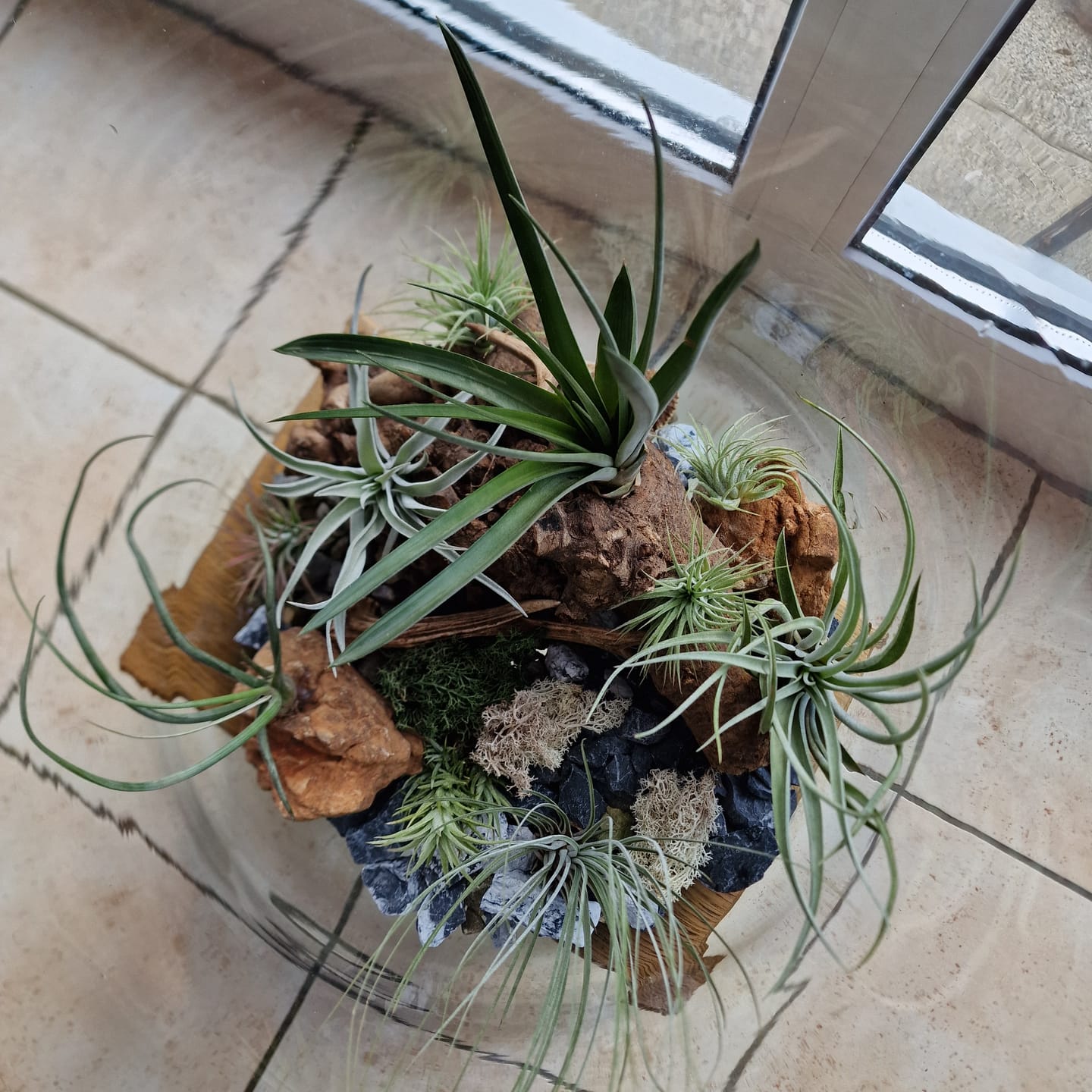 Customer photo review of Tillandsia fasciculata