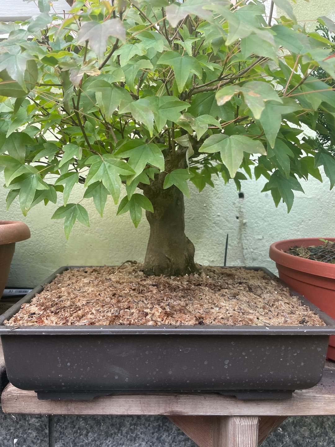 Customer photo review of VASI BONSAI PLASTICA RIGIDA PROFESSIONALI