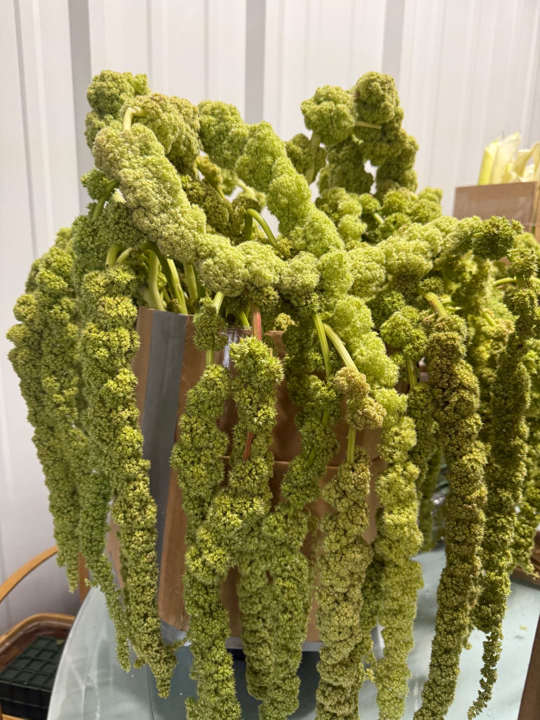 Customer photo review of Hanging Green Amaranthus
