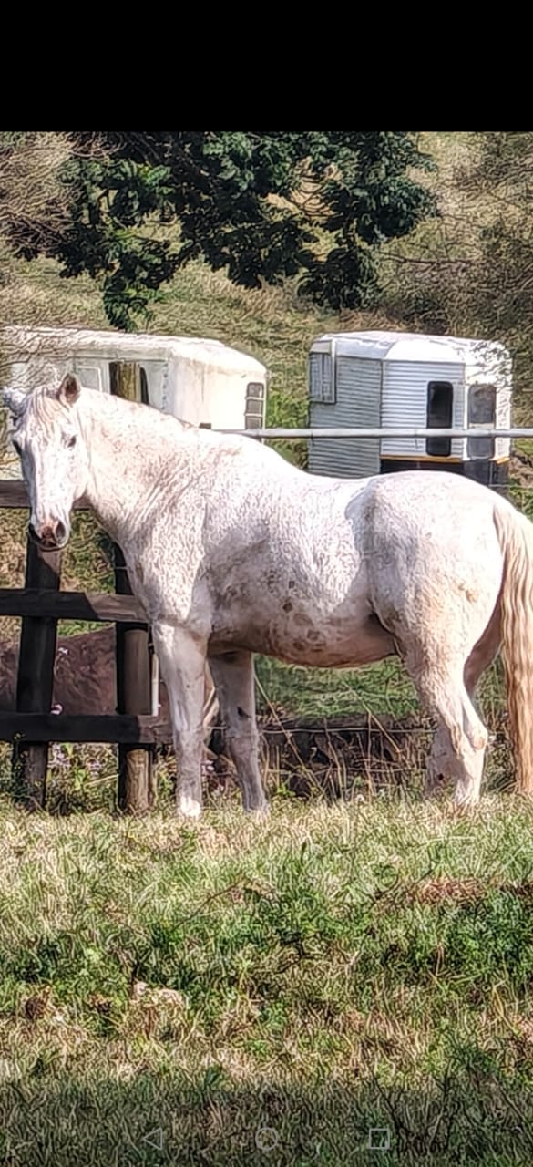 Customer photo review of Flexcare Equine (Joint Supplement For Horses)