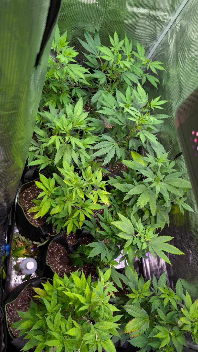 Customer photo review of Hanfstecklinge | Blackberry Moonrock