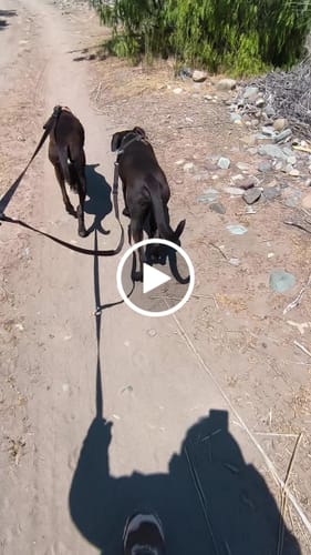 Customer video review of Correa para Dos Perros - Black Camouflage