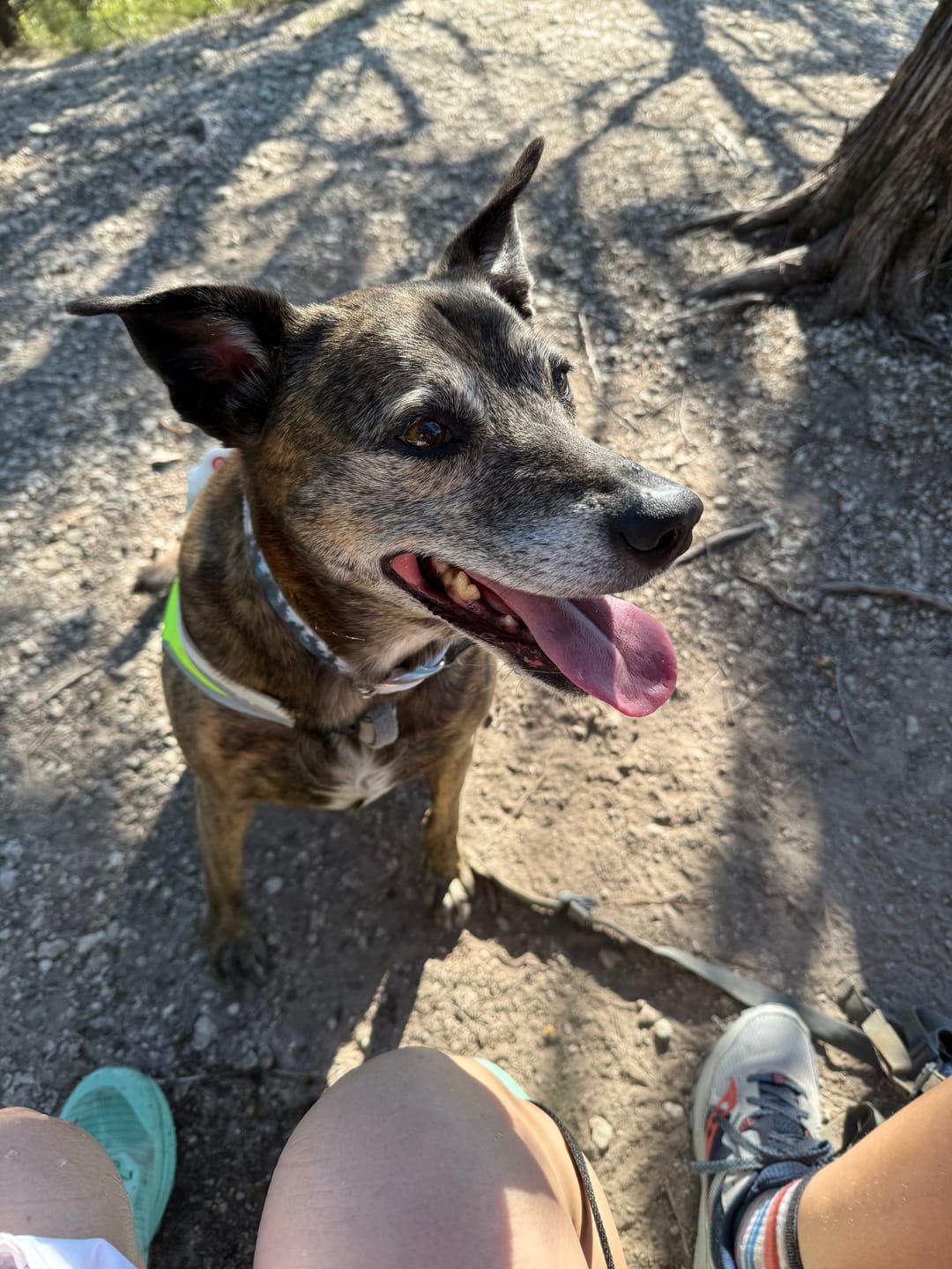 Customer photo review of Glacier National Park Dog Collar