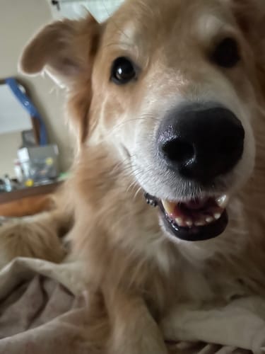 Customer photo review of DE-01 Dental Dogbiotic