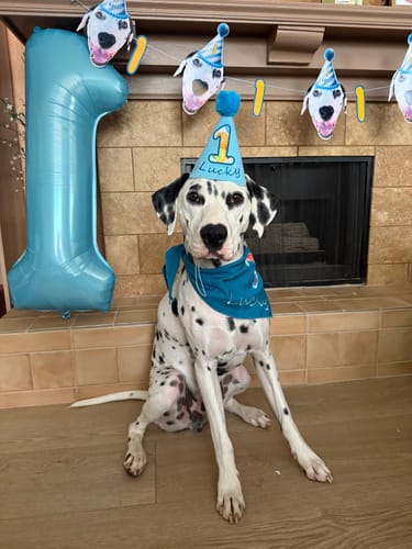 Customer photo review of Personalized Dog Party Pack