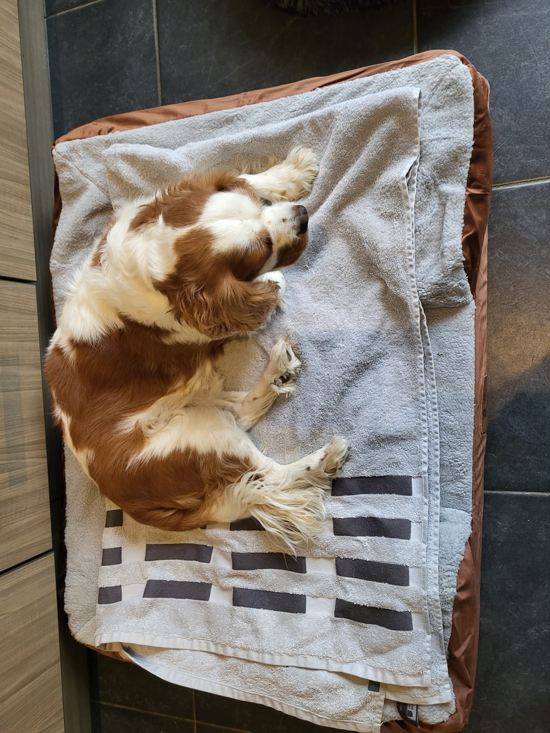 Customer photo review of Pet Perfect Hondenmand - Orthopedisch - Afritsbaar - Bruin