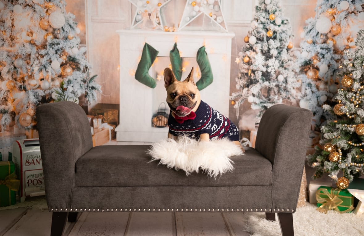 Customer photo review of Christmas Knit Dog Sweater