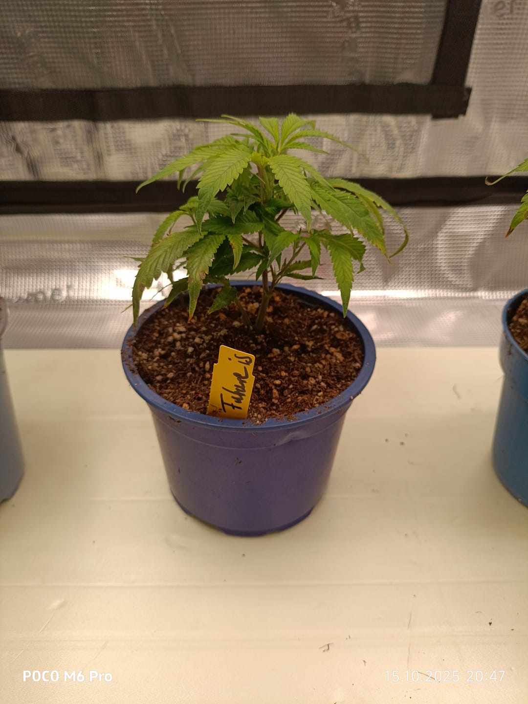 Customer photo review of Hanfstecklinge | Future Island