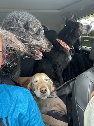 Customer photo review of RuffRover 2.0™ - Hard Bottom Dog Car Seat Protector