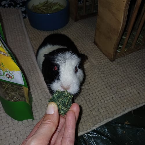 Customer photo review of 🌈 Glücksmomente – Premium Snack-Bälle für deine Meerschweinchen