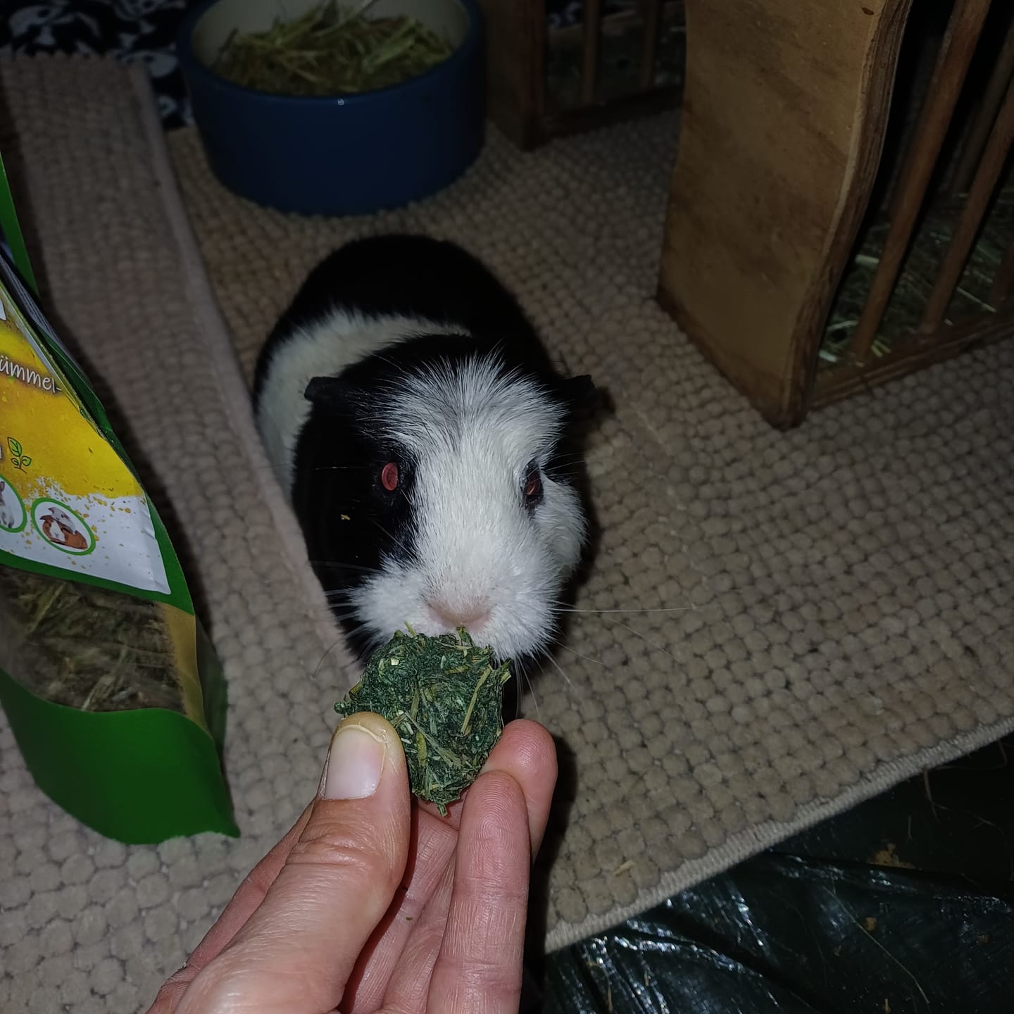 Customer photo review of 🌈 Glücksmomente – Premium Snack-Bälle für deine Meerschweinchen