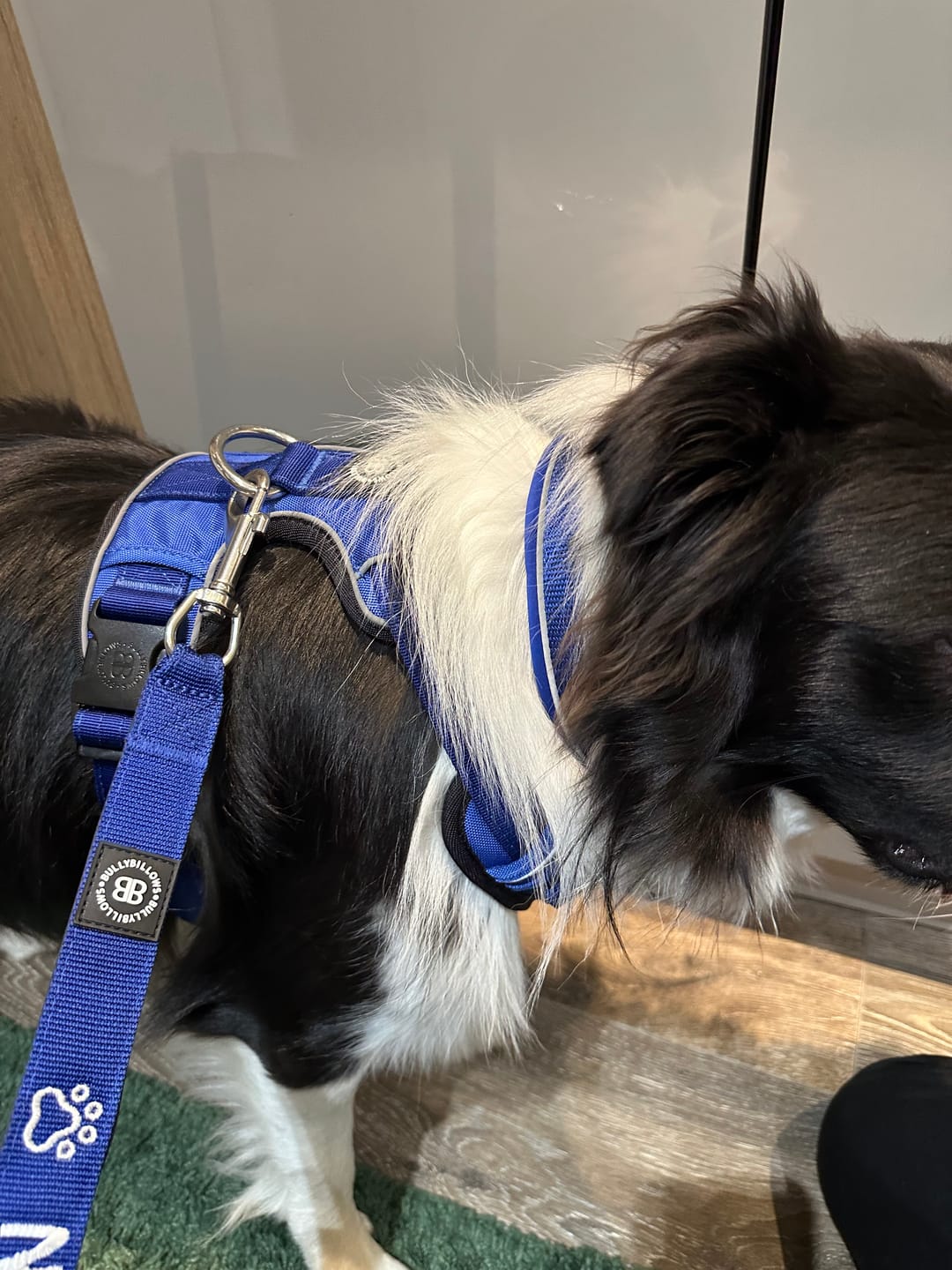 Customer photo review of Snap Hook Clasp Lead - Blue
