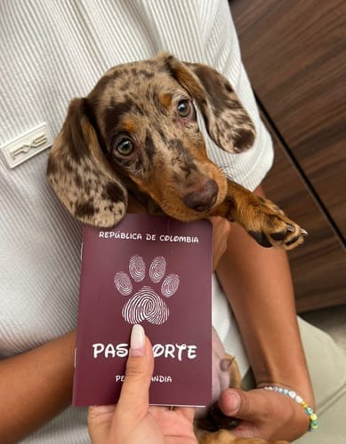 Customer photo review of Pasaporte Para Mascotas