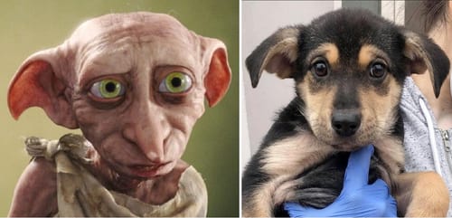 Customer photo review of Wurmtest Hund