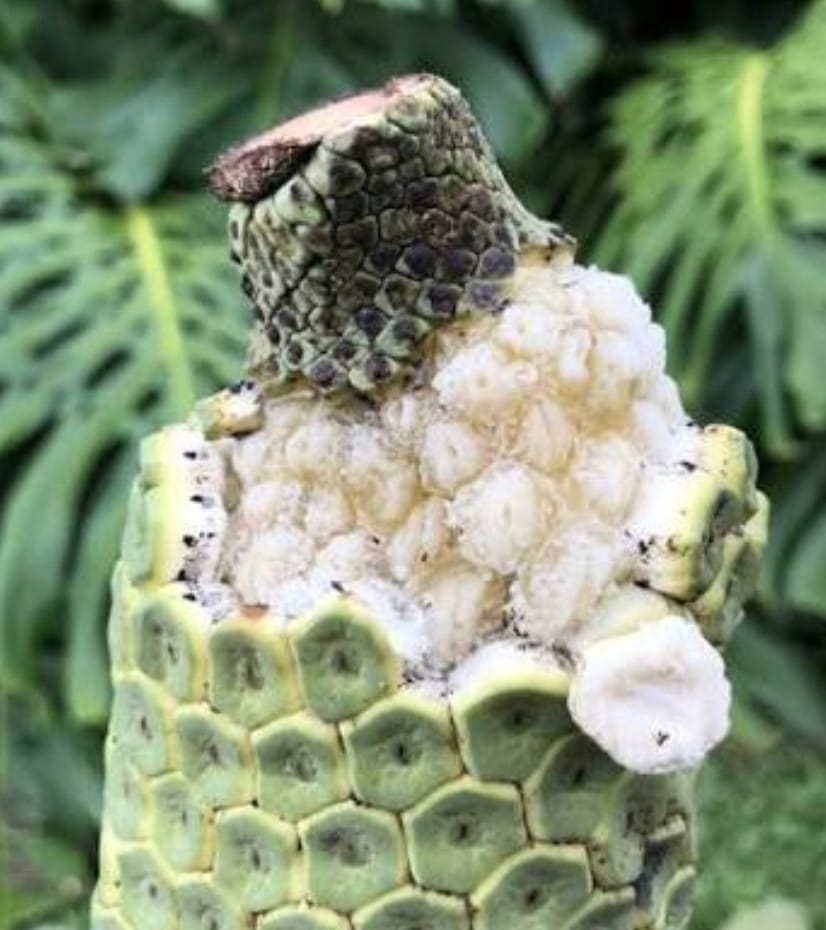 Customer photo review of Monstera Deliciosa