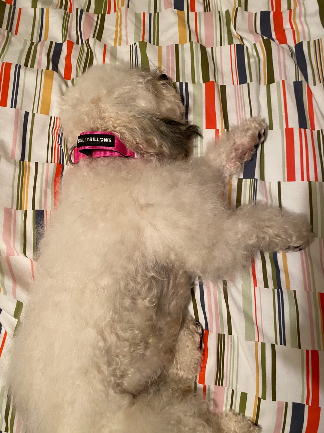 Customer photo review of 2.5cm Combat® Collar | With Handle & Rated Clip - Magenta