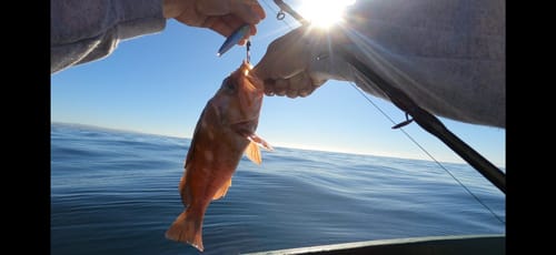 Customer photo review of Fisherman's Life® Vertical Jigs 100g, 150g, 200g, 300g FOUR COLORS available