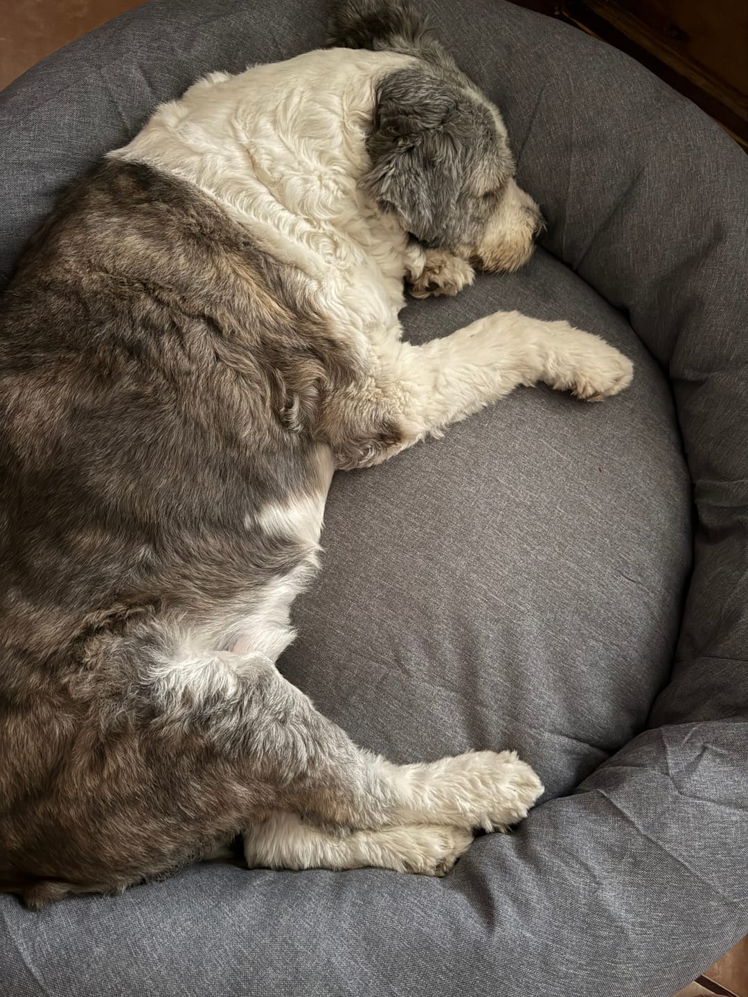 Customer photo review of Funda Original para Cama Antiestrés para Perros