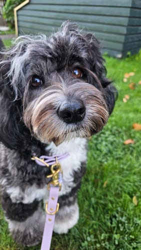 Customer photo review of Lilac - Classic Biothane Dog Collar