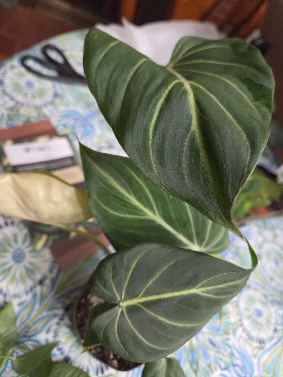 Customer photo review of Philodendron gloriosum