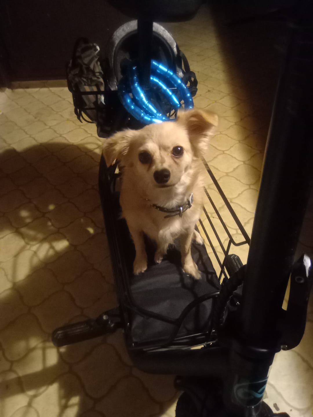 Customer photo review of Pet Cushion for  Electric Scooter (Set of 2)