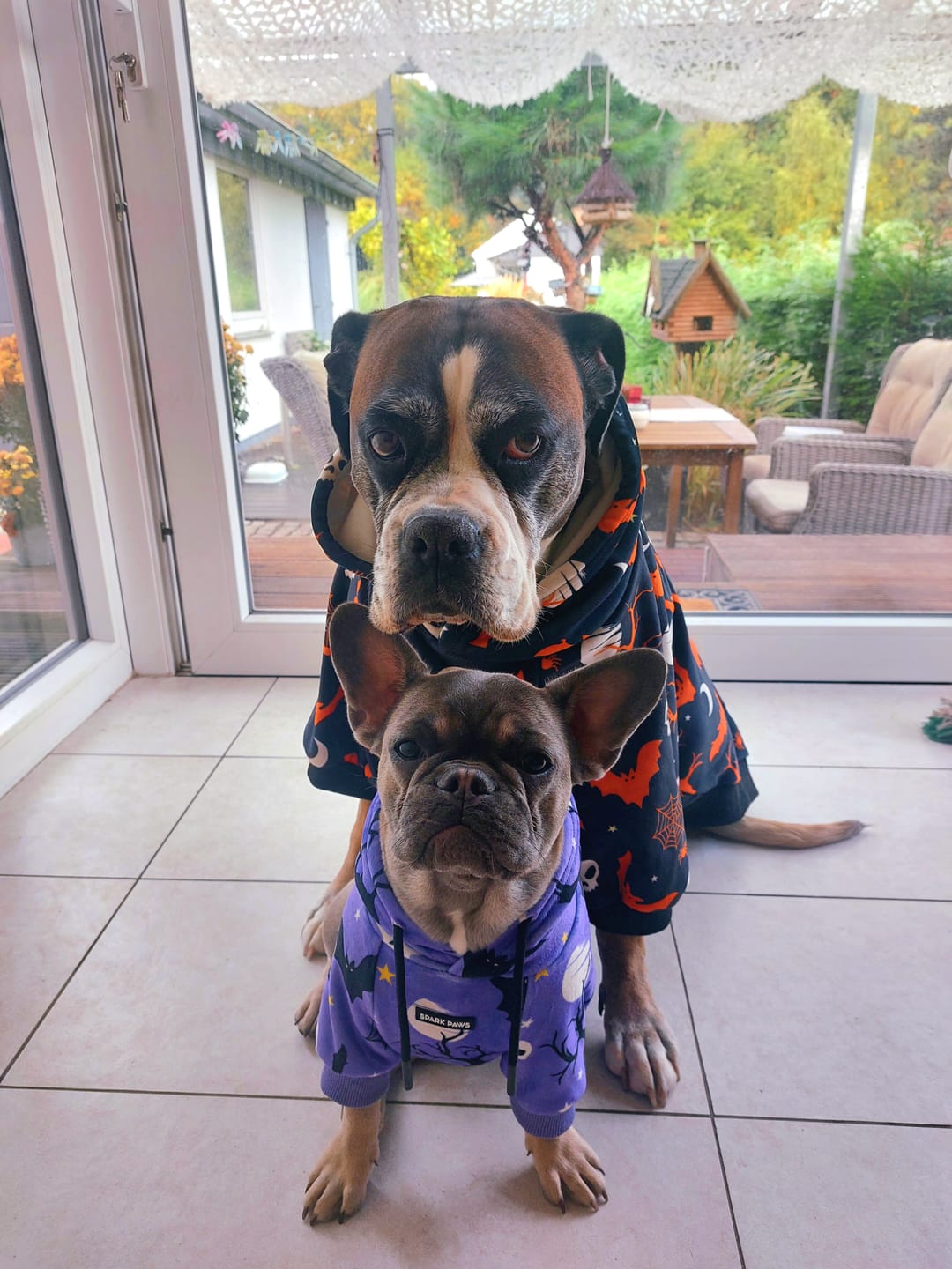 Customer photo review of Halloween Dog Hoodie - Purple