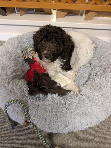 Customer photo review of Puppery Hundebett Wolke 7 - Das Original