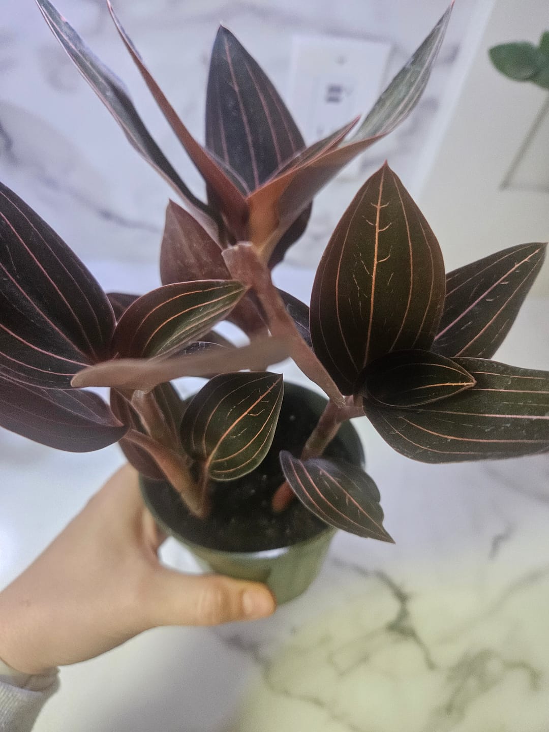 Customer photo review of Orchid Ludisia discolor