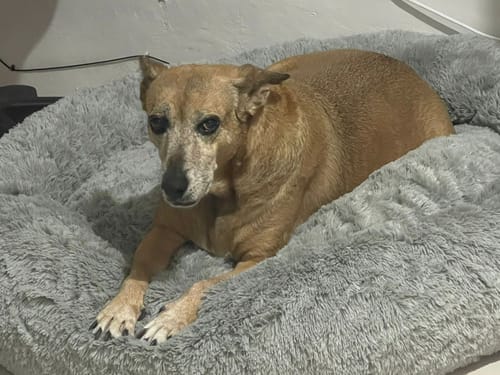 Customer photo review of Funda Lino para Cama Antiestrés para Perros