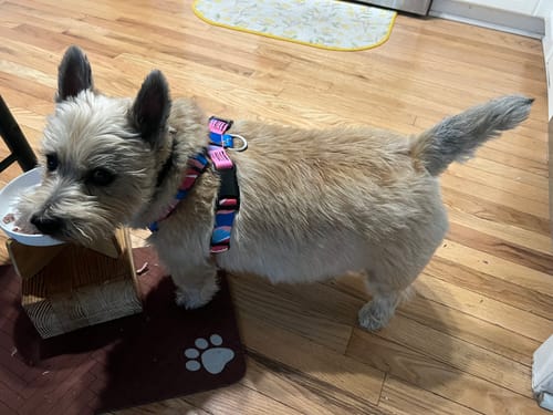 Customer photo review of Colorful PRO Protective Trachea Dog X Harness – Single or Set with 3-Way Shock-Absorbing Leash