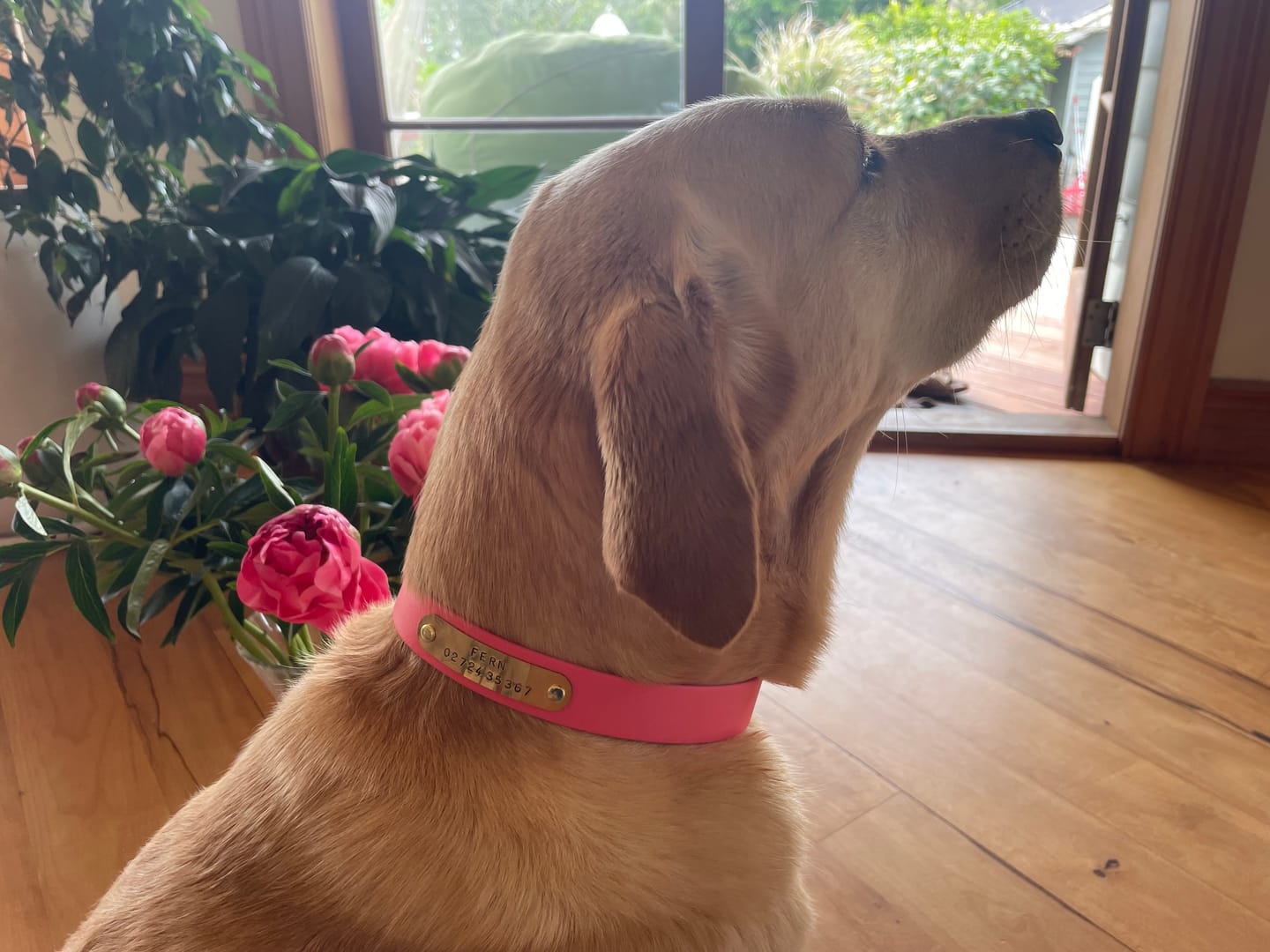 Customer photo review of Classic Buckle Collar - Waterproof BioThane® Custom Dog Collar