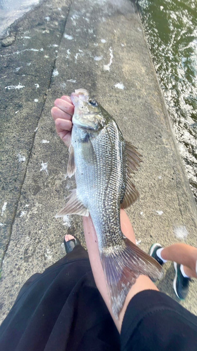 Customer photo review of GUPPIE SHAD