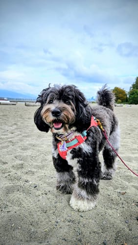 Customer photo review of Lilac - Classic Biothane Dog Collar