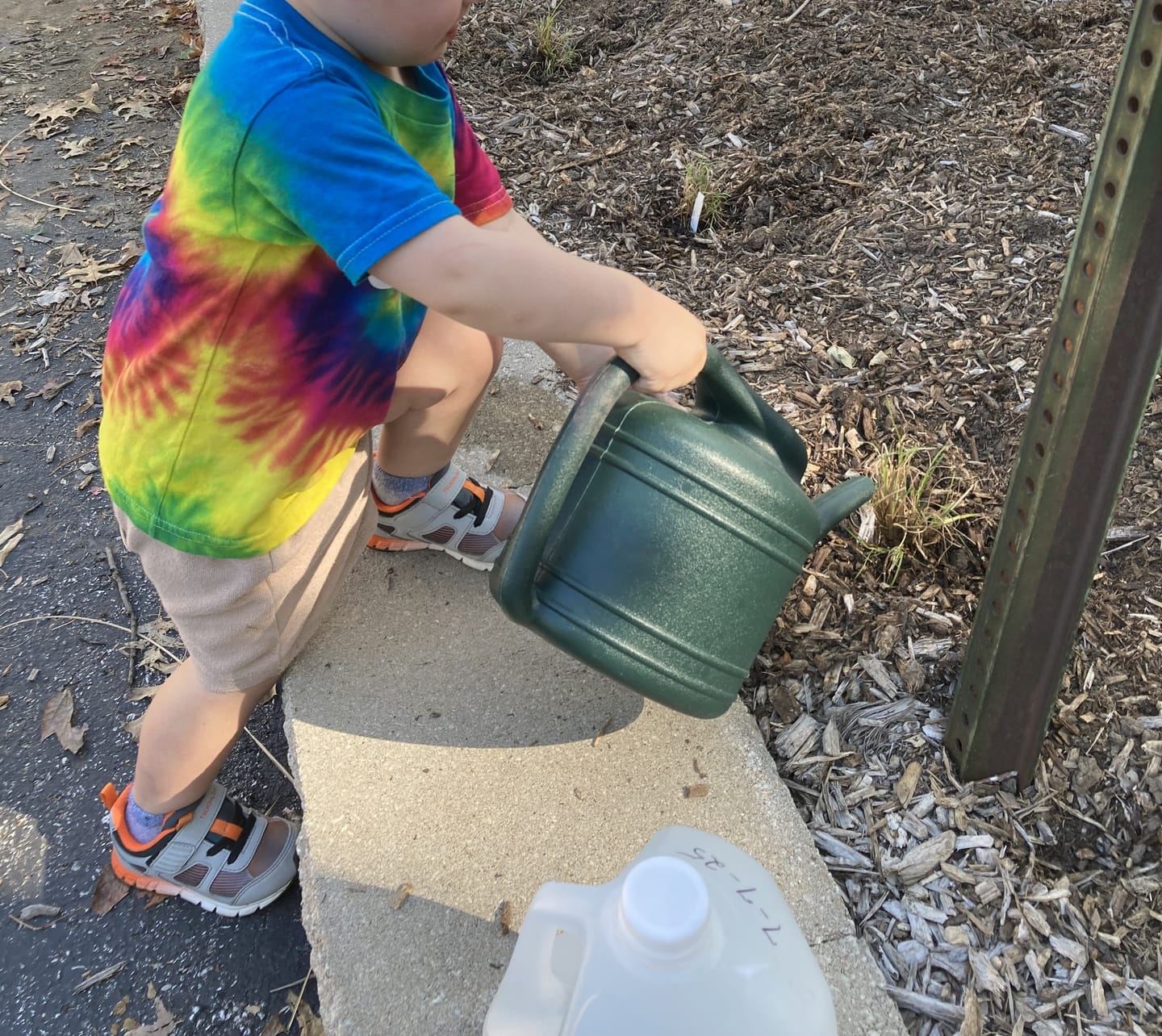 Customer photo review of Little Bluestem