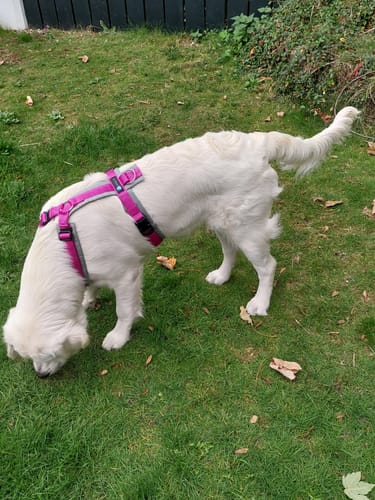 Customer photo review of Anny X FUN harness - Pink/Grey