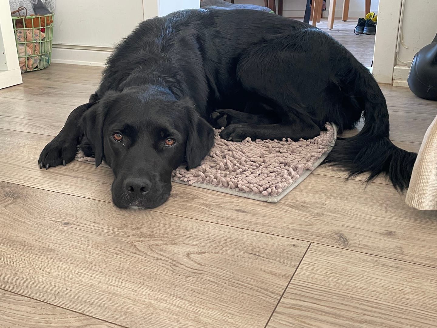 Customer photo review of Globe Buddy Brown, dansk super premium fuldfoder med insektprotein, 11,25 kg (3 x 3,75 kg), spar 15 %