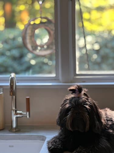 Customer photo review of Circle Fly-Thru Bird Feeder