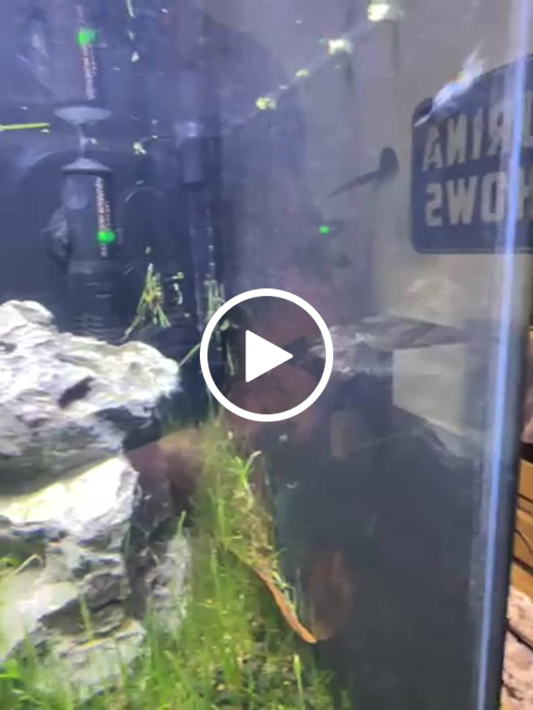 Customer video review of Carbon Rili Shrimp