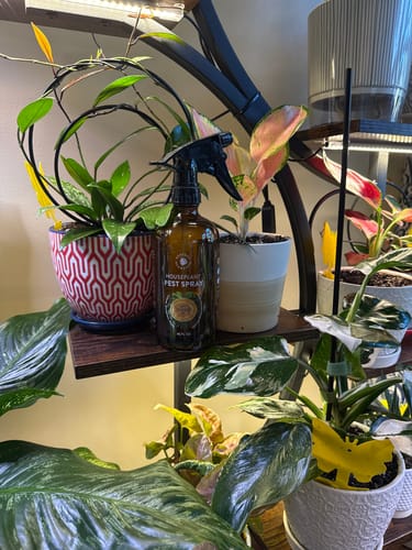 Customer photo review of Houseplant Pest Spray