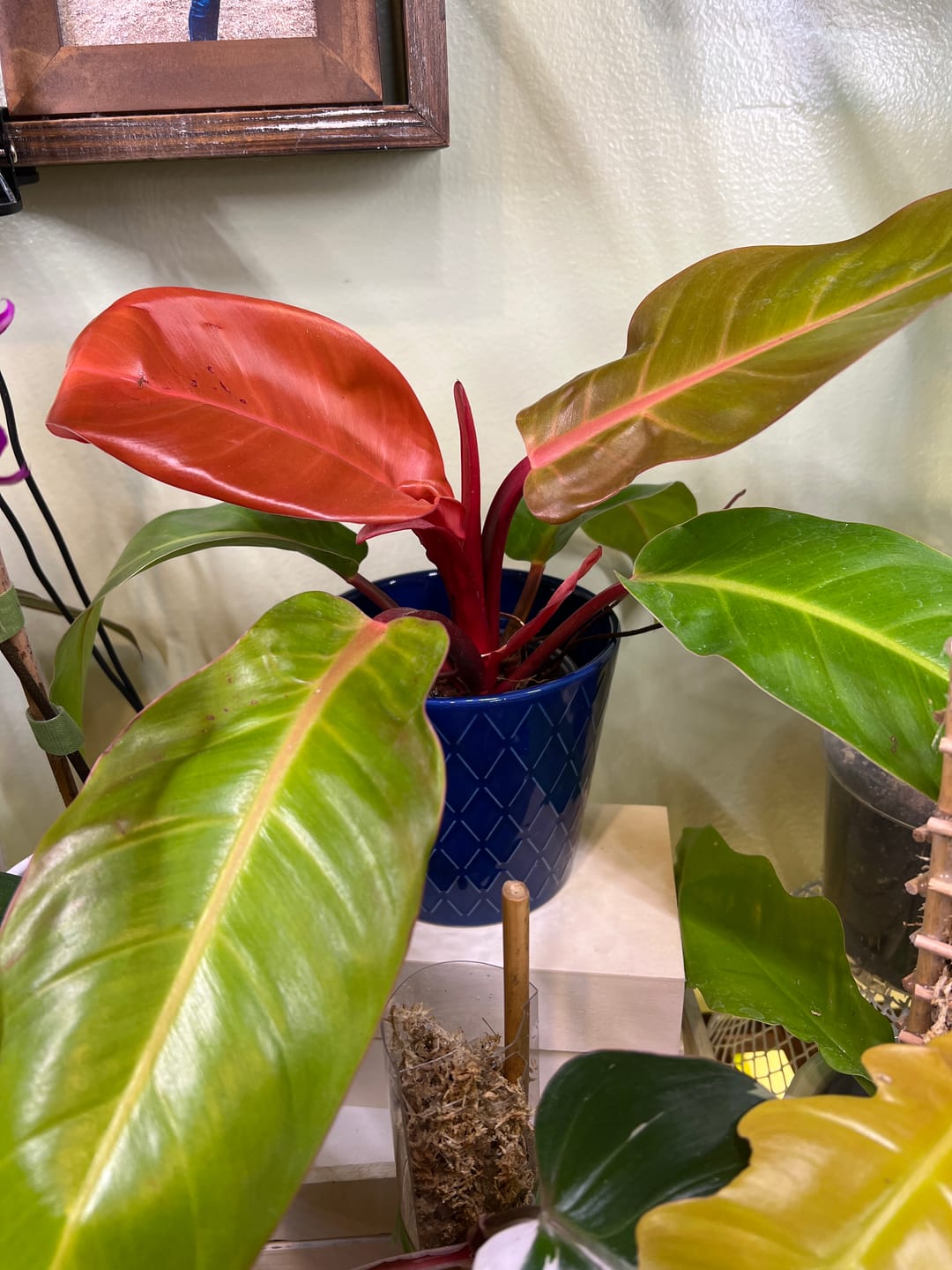 Customer photo review of Philodendron 'Prince of Orange'